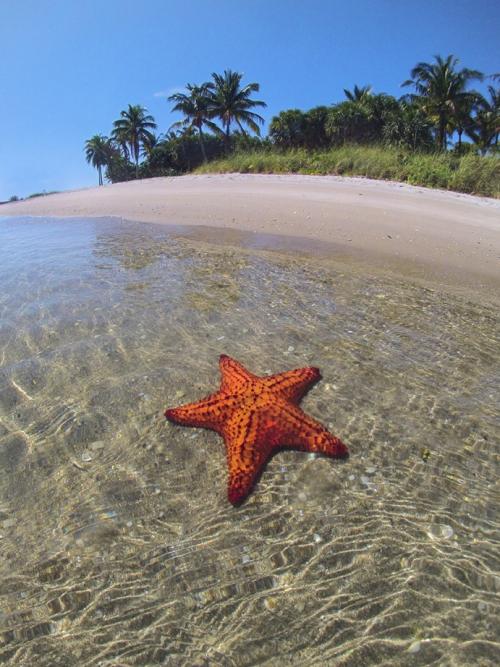 Cushion Starfish 2